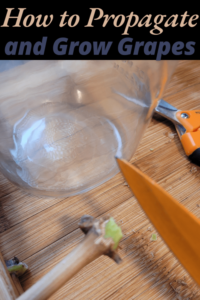 Image illustrates how to propagate and grow grapes.