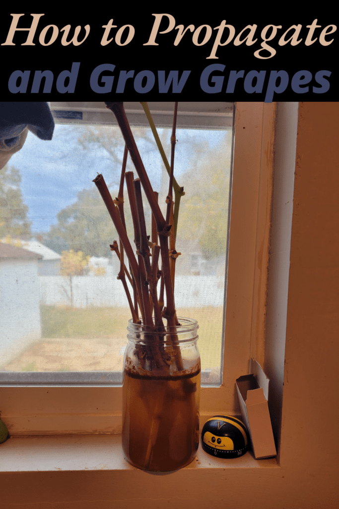 Image illustrates how to propagate and grow grapes.