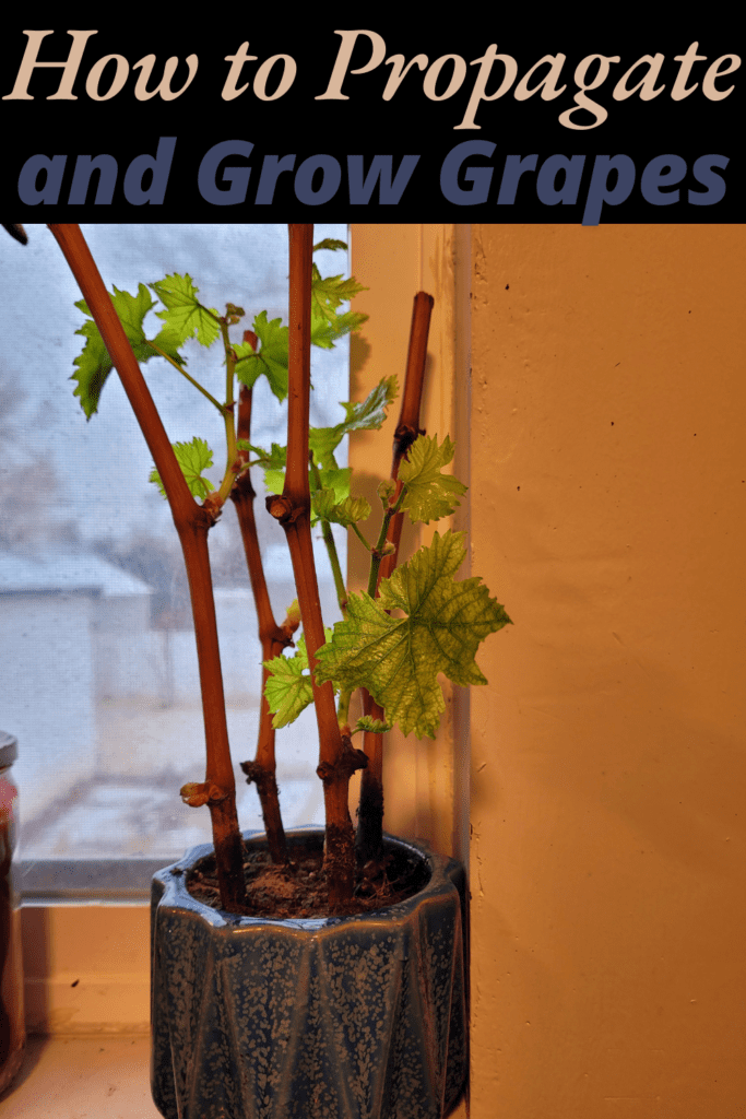 Image illustrates how to propagate and grow grapes.
