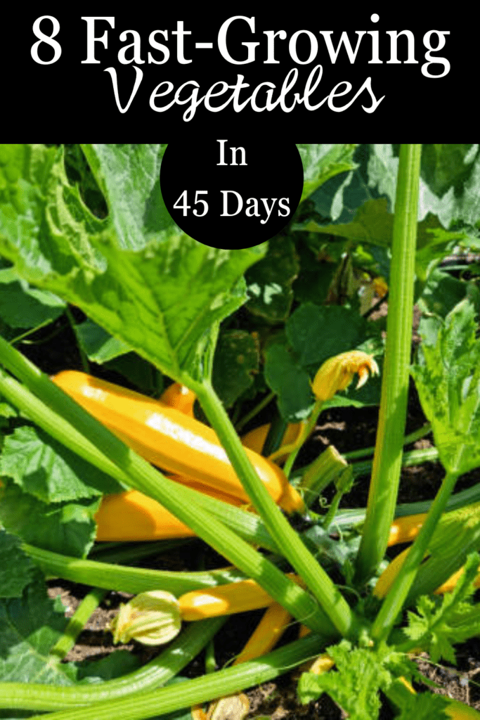 Image illustrates fast-growing vegetables.