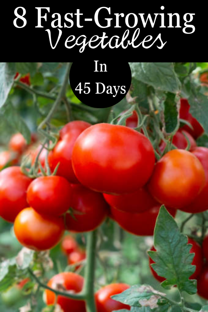 Image illustrates fast-growing vegetables.