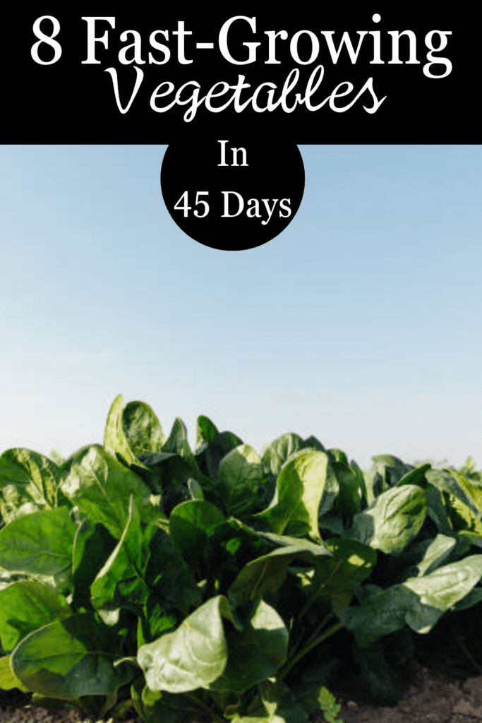 Image illustrates fast-growing vegetables.