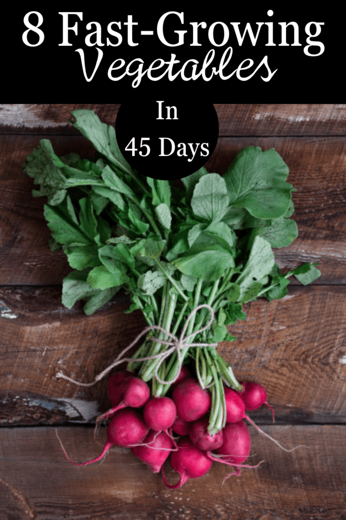 Image illustrates fast-growing vegetables.