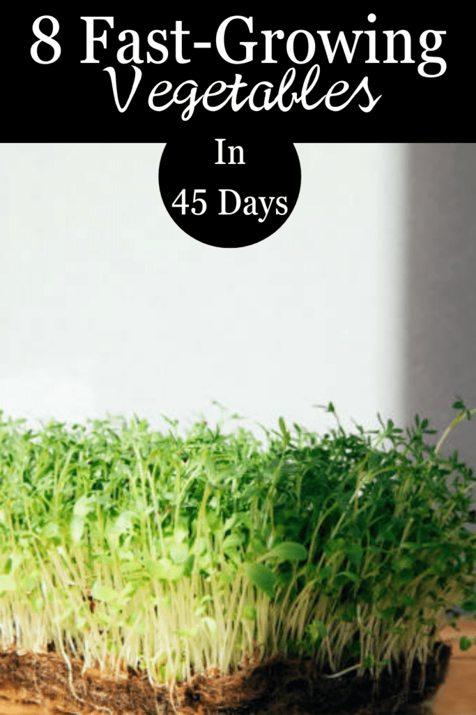 Image illustrates fast-growing vegetables.