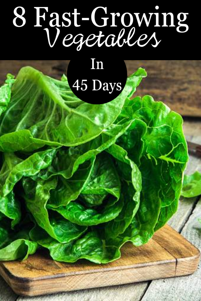 Image illustrates fast-growing vegetables.