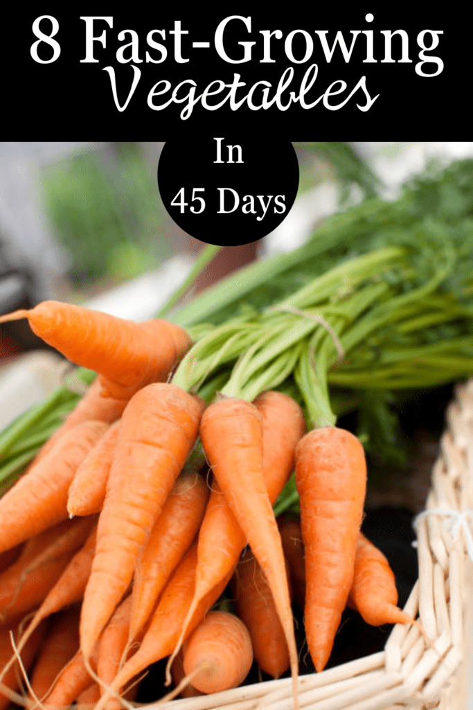 Image illustrates fast-growing vegetables.