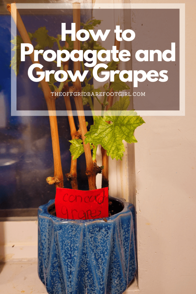 Image illustrates a Pinterest pin for how to propagate and grow grapes.