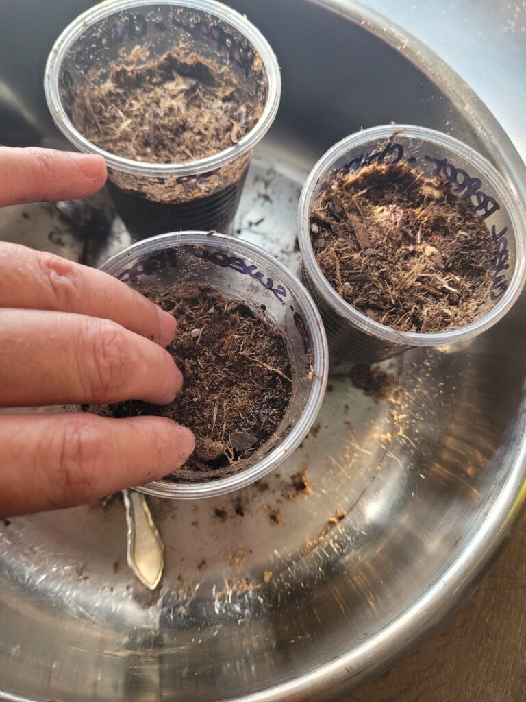 Image illustrates starting seeds without grow lights.
