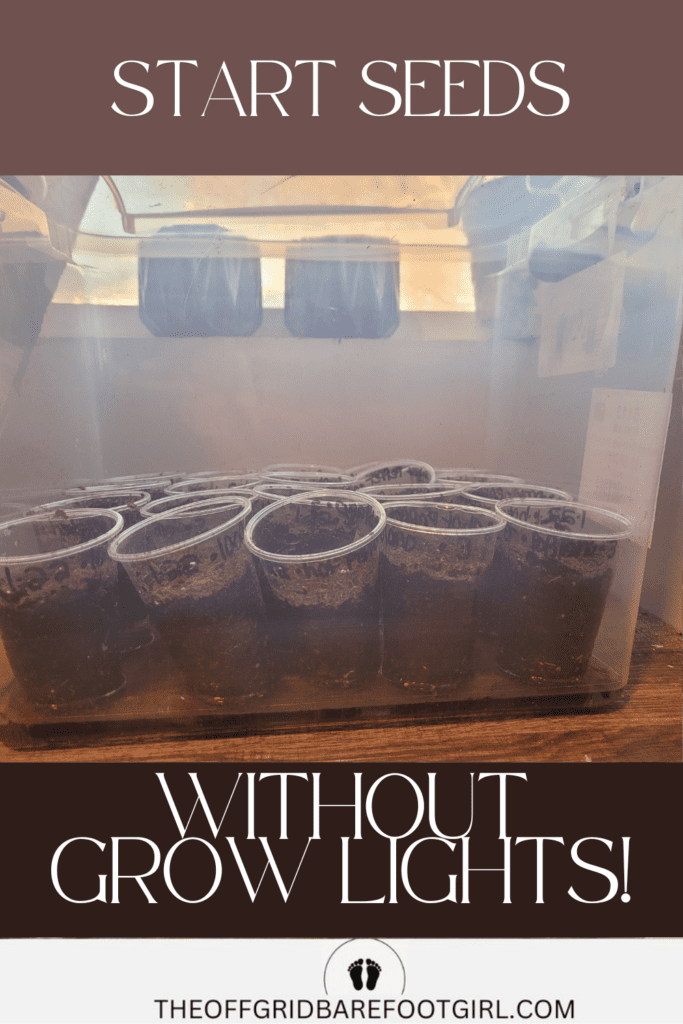 Image illustrates starting seeds without grow lights.