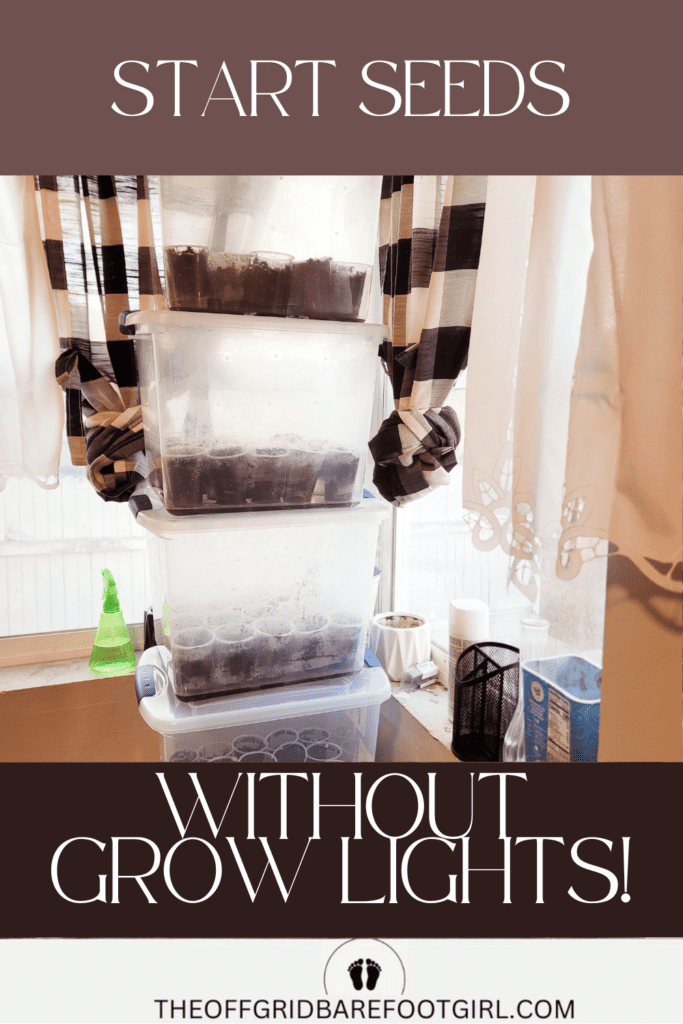 Image illustrates starting seeds without grow lights.