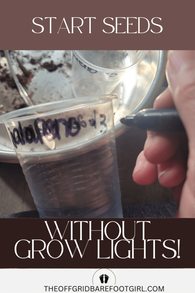 Image illustrates starting seeds without grow lights.