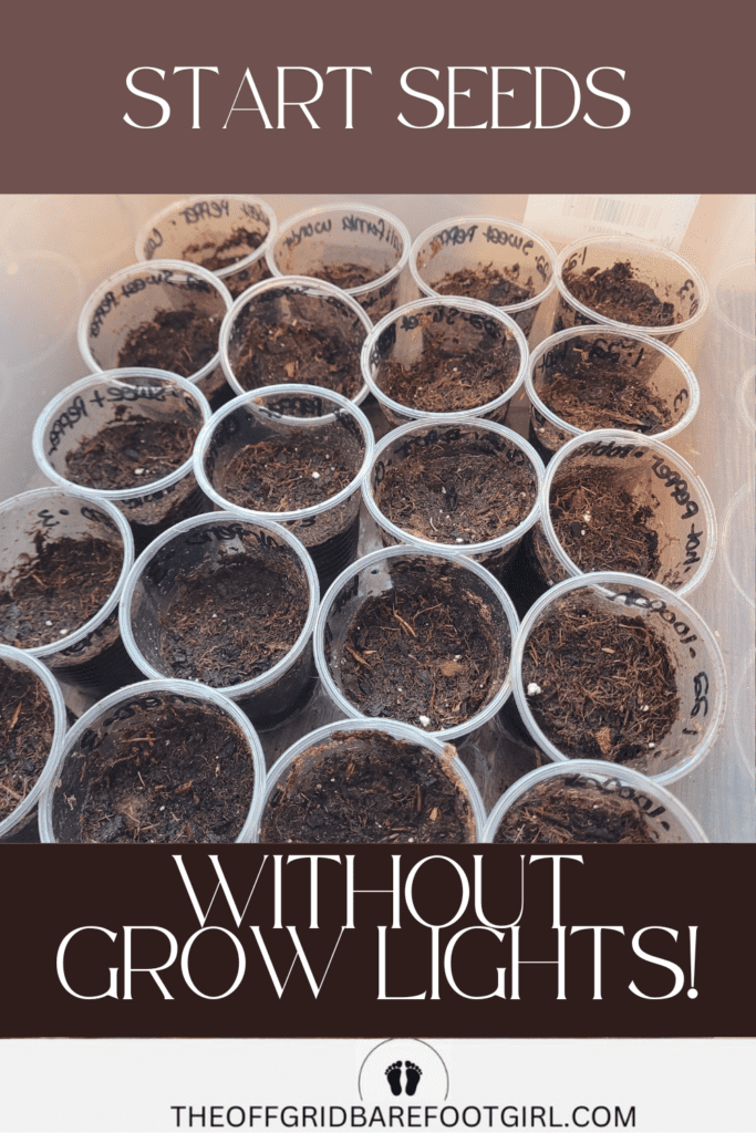Image illustrates starting seeds without grow lights.