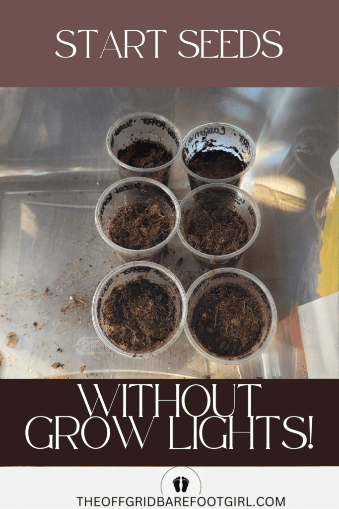 Image illustrates starting seeds without grow lights.