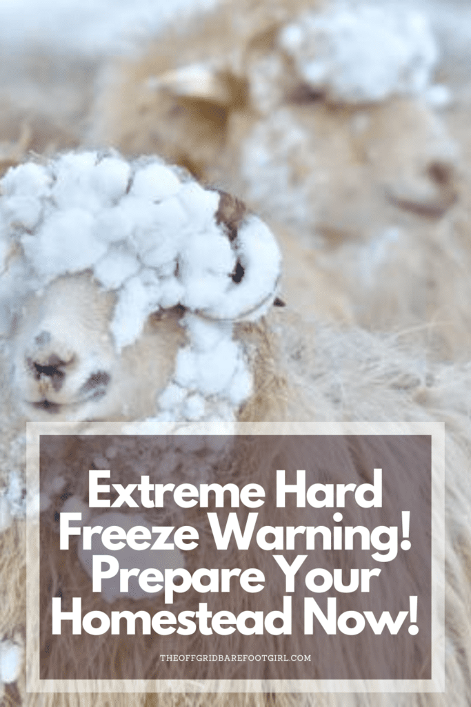 Image illustrates a Pinterest pin of animals in snow during a hard freeze warning.