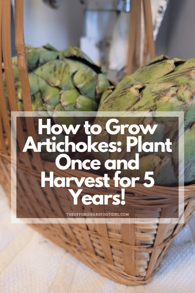 Image illustrates a Pinterest pin of how to grow artichokes.
