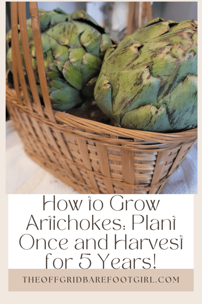 Image illustrates a Pinterest pin of how to grow artichokes.
