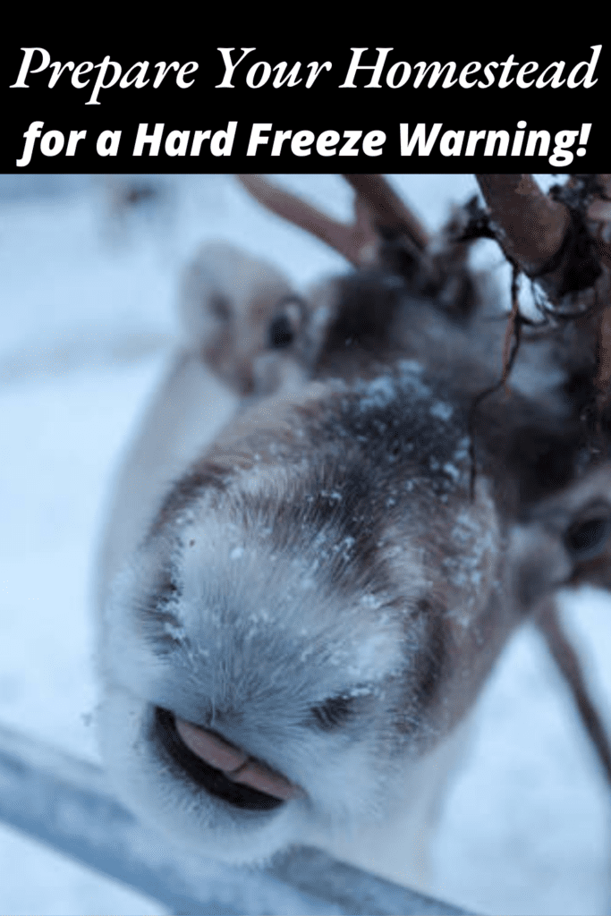 Image illustrates animals in the snow during a hard freeze warning.