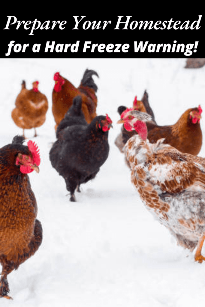 Image illustrates animals in the snow during a hard freeze warning.