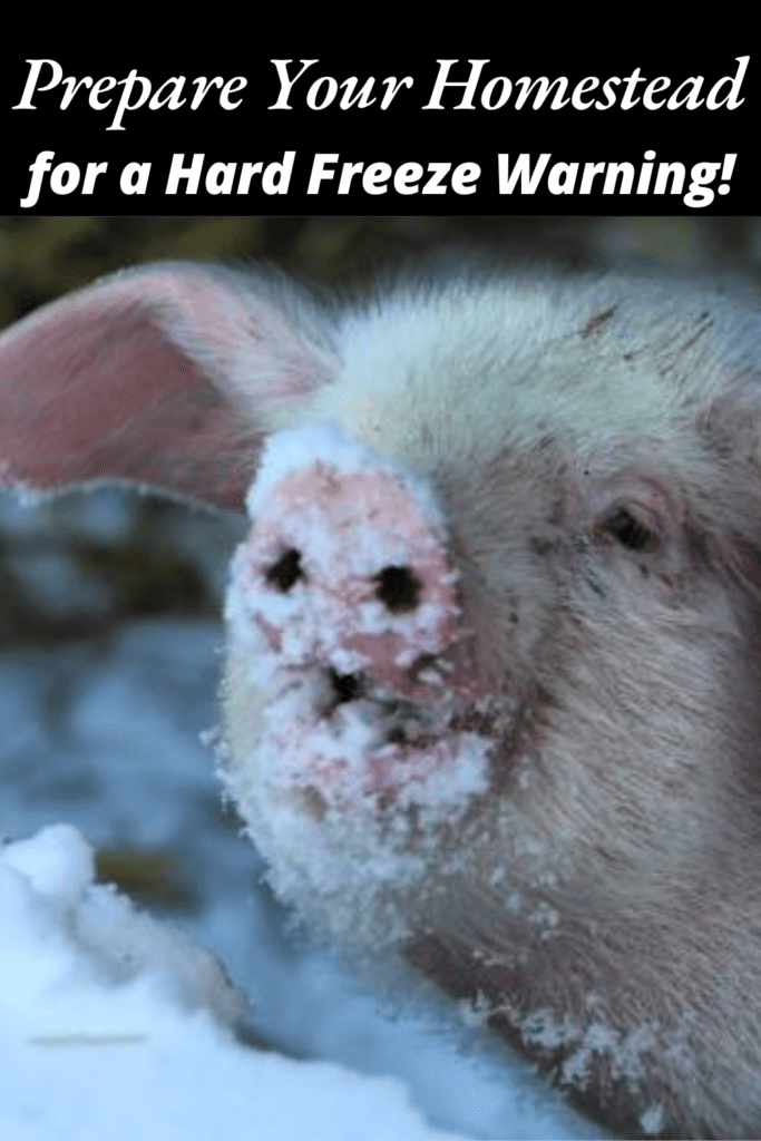 Image illustrates animals in the snow during a hard freeze warning.