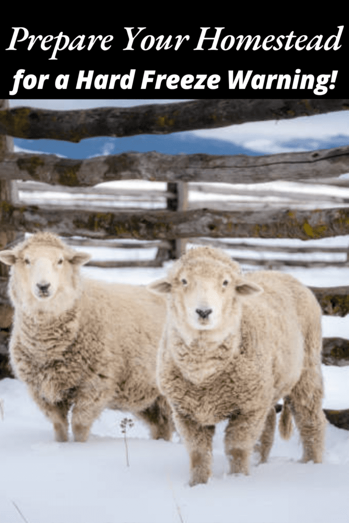 Image illustrates animals in the snow during a hard freeze warning.