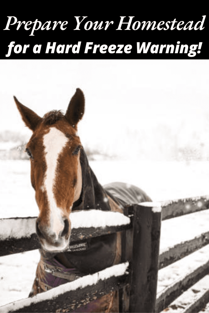 Image illustrates animals in the snow during a hard freeze warning.