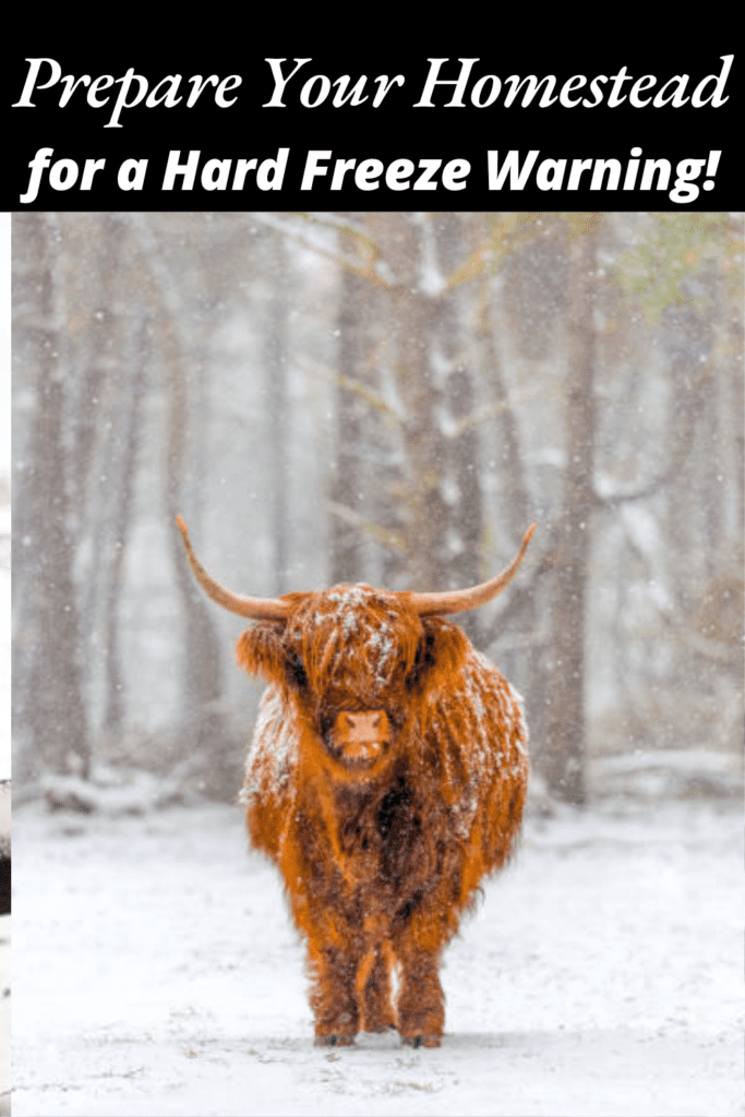 Image illustrates animals in the snow during a hard freeze warning.