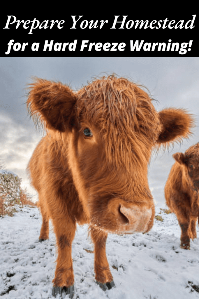 Image illustrates animals in the snow during a hard freeze warning.