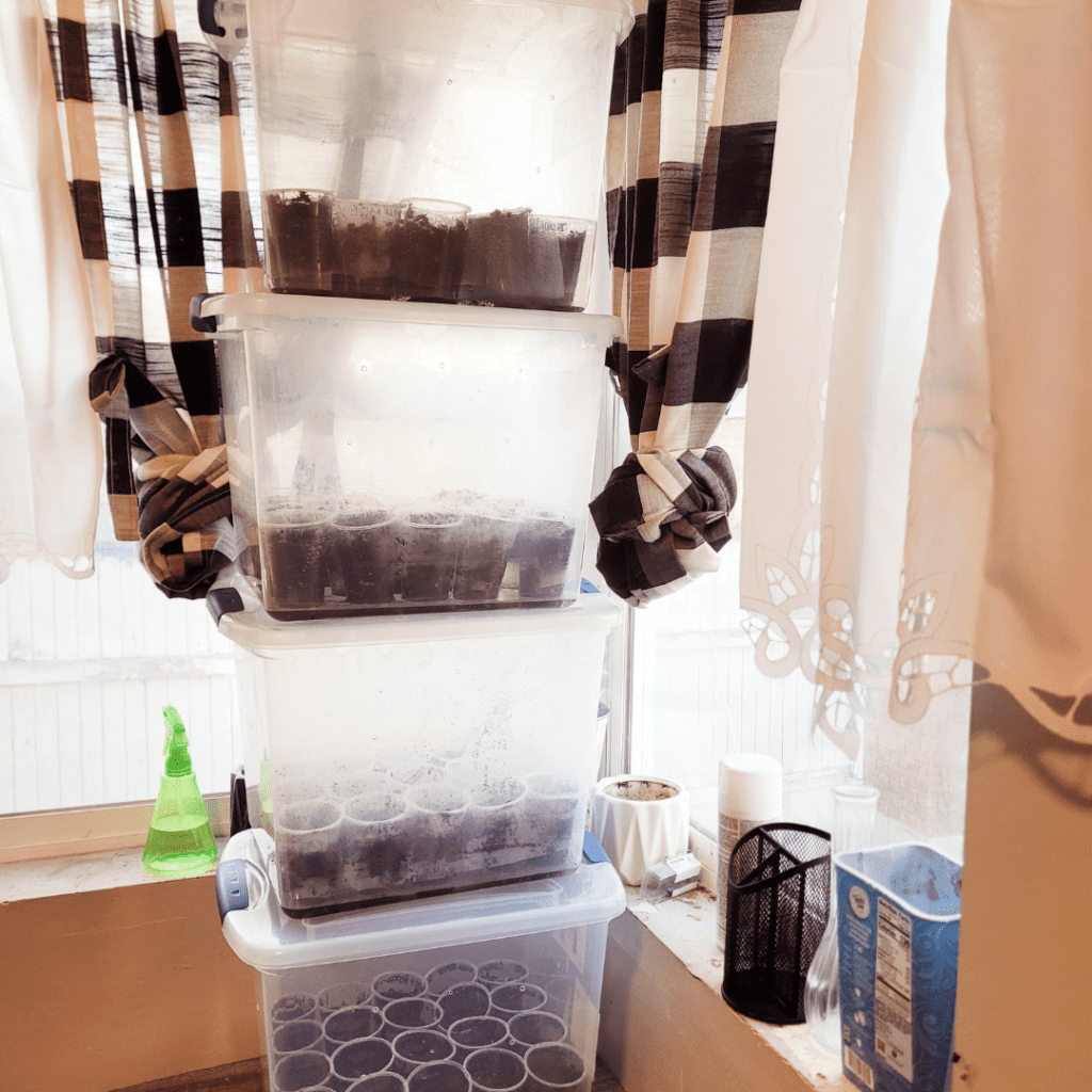 Image illustrates a seed starting without grow lights in a greenhouse tower.