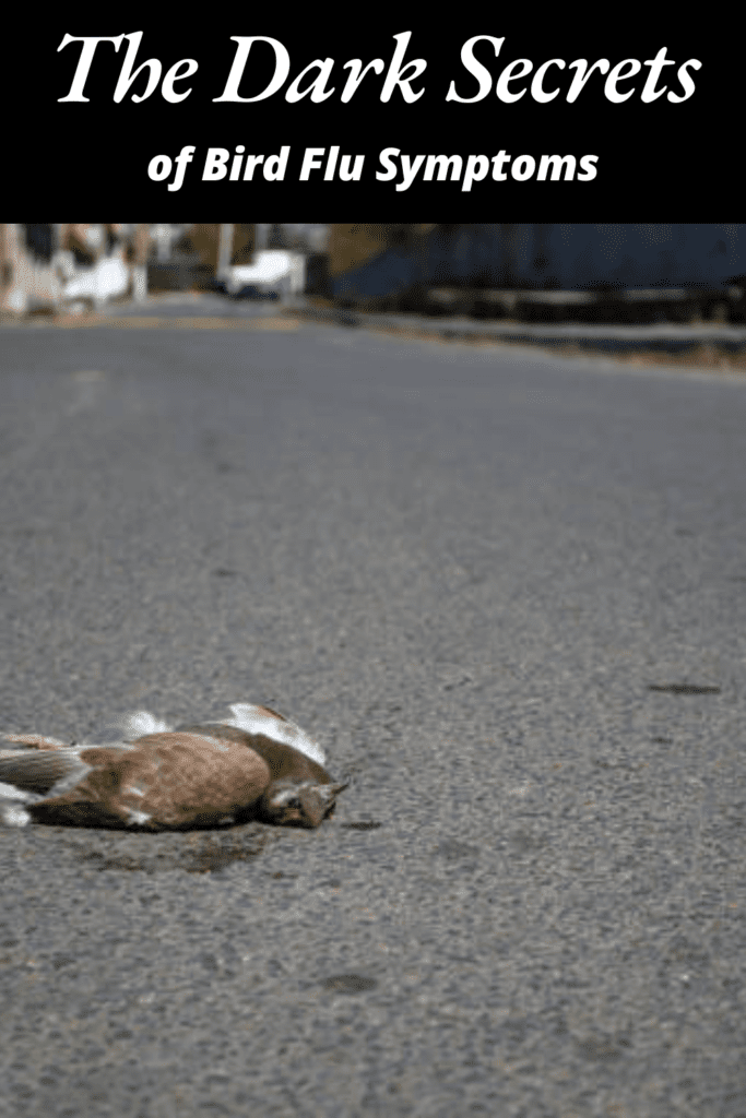 Image illustrates the bird flu symptoms.