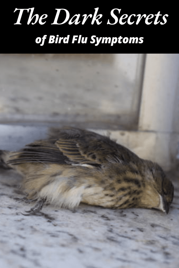 Image illustrates the bird flu symptoms.