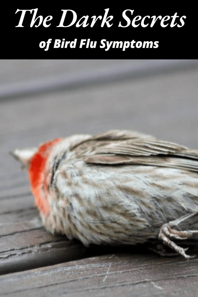 Image illustrates the bird flu symptoms.