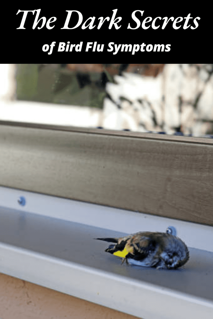 Image illustrates the bird flu symptoms.