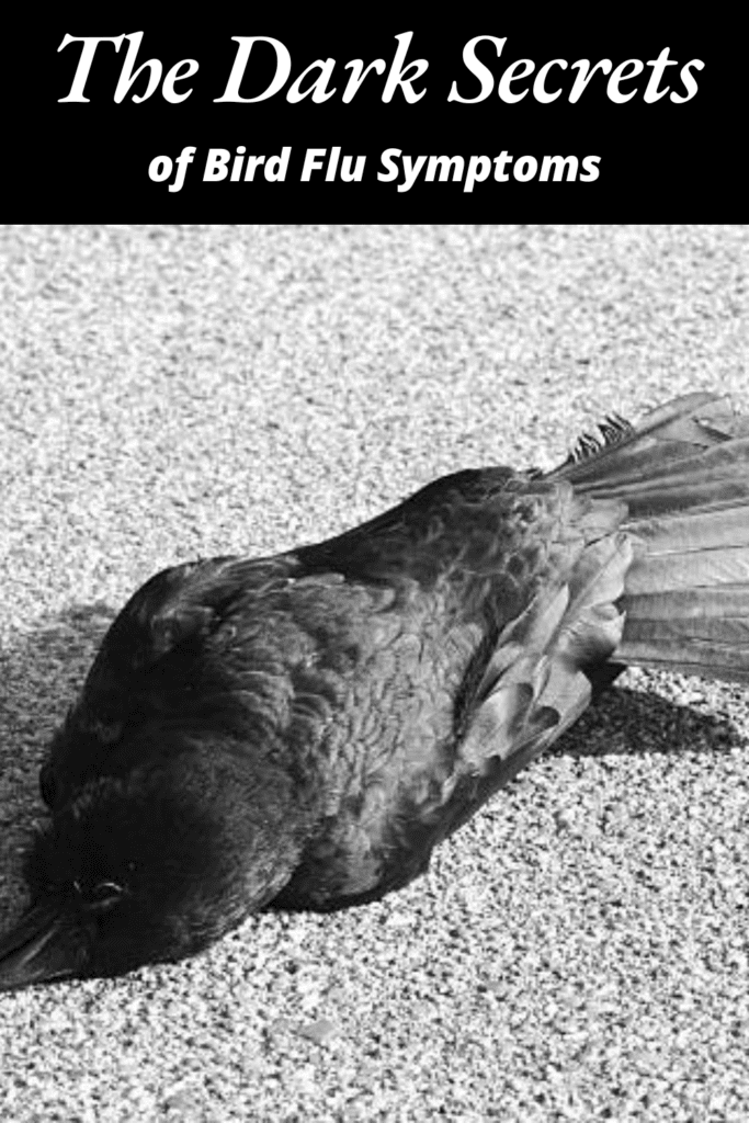 Image illustrates the bird flu symptoms.