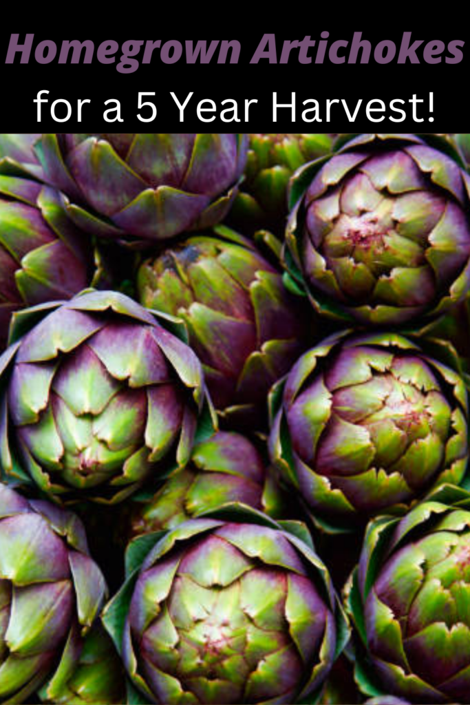 Image illustrates how to grow artichokes.