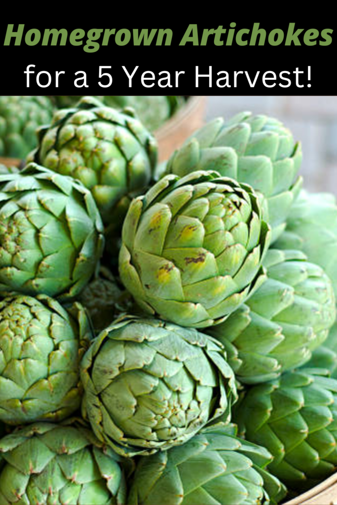 Image illustrates how to grow artichokes.