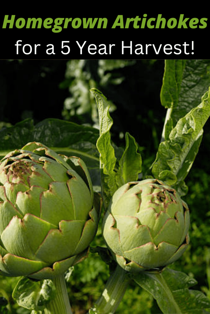 Image illustrates how to grow artichokes.