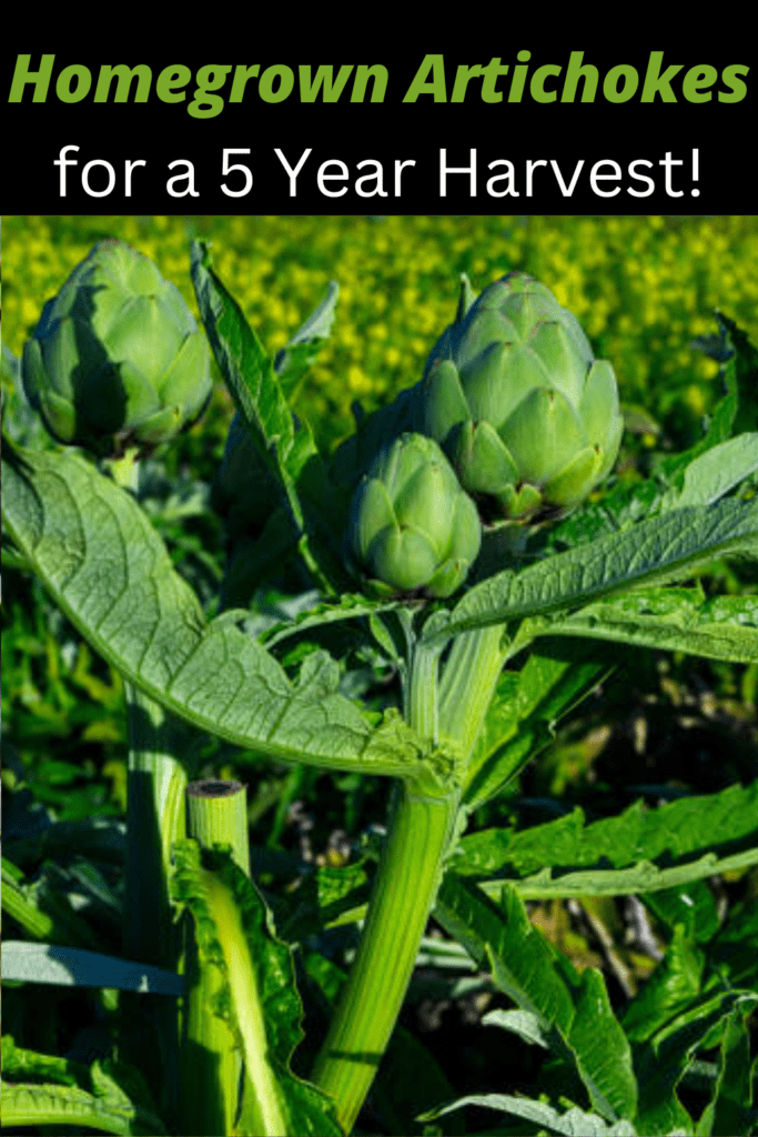 Image illustrates how to grow artichokes.