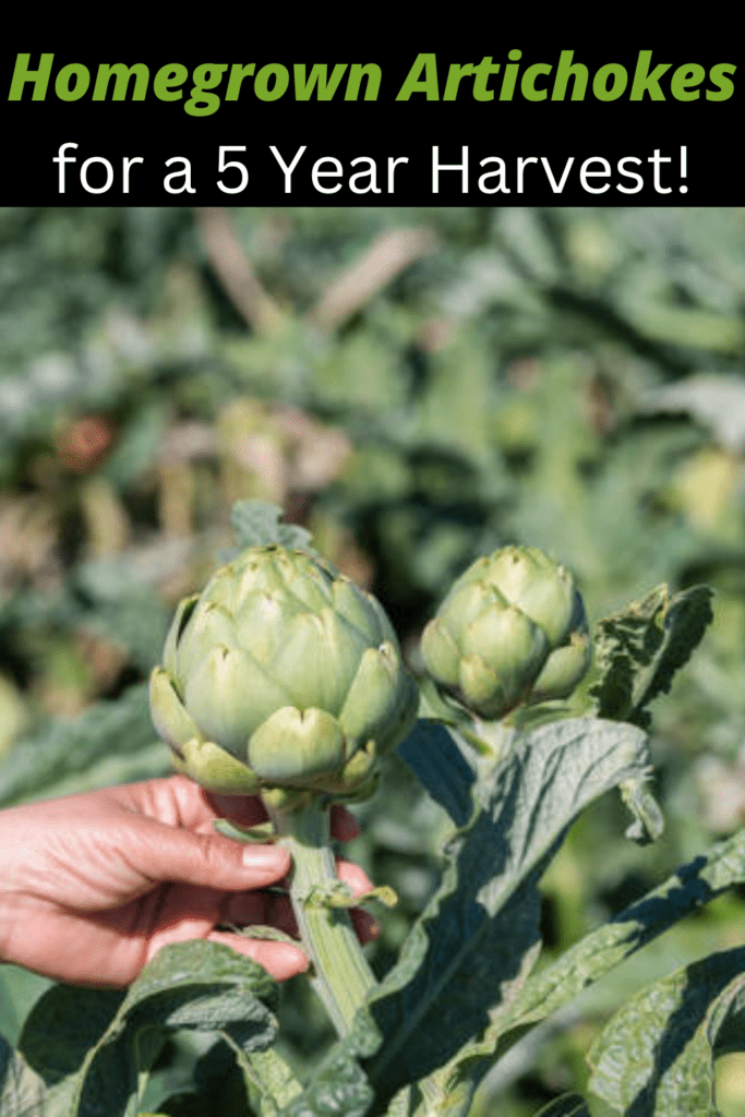 Image illustrates how to grow artichokes.