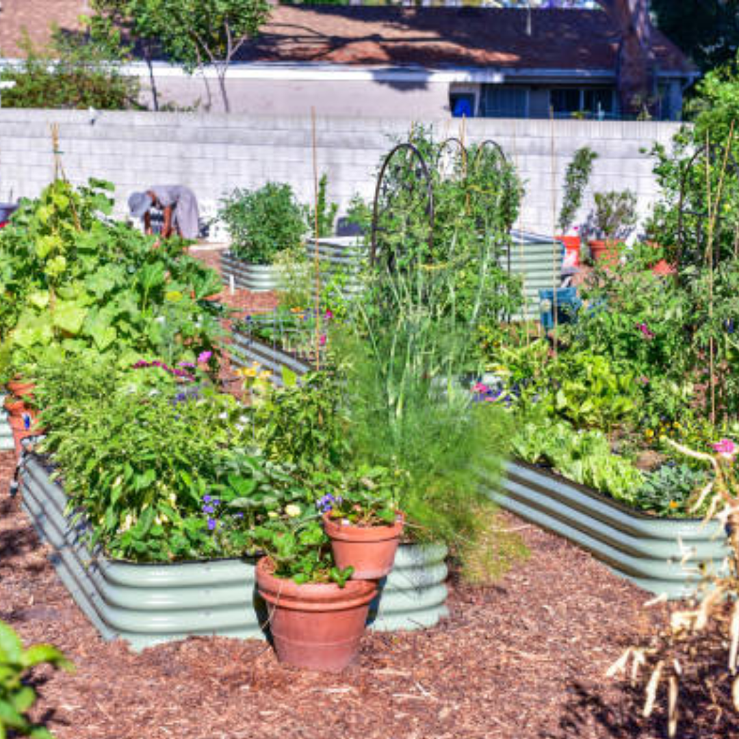 Image illustrates cheap raised vegetable garden beds.