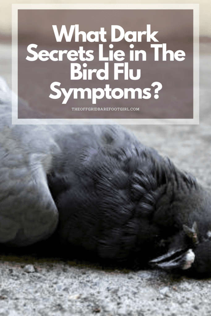 Image illustrates a Pinterest pin of the bird flu symptoms.