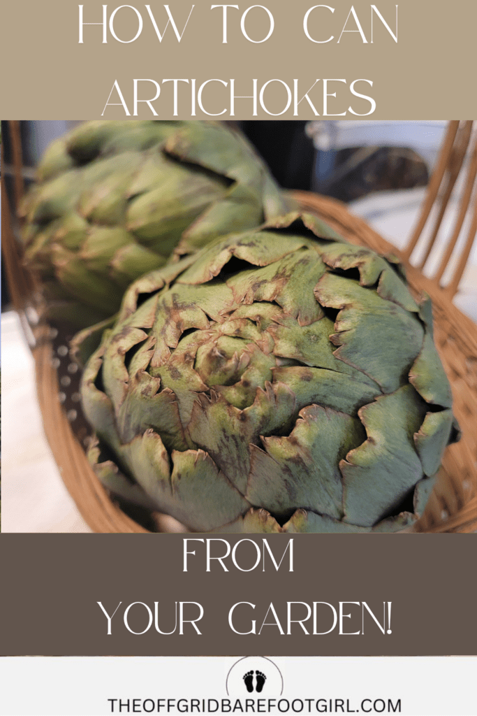 Image illustrates canned artichokes for how to can artichokes.