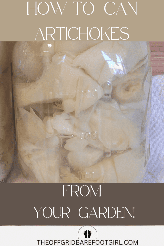 Image illustrates canned artichokes for how to can artichokes.