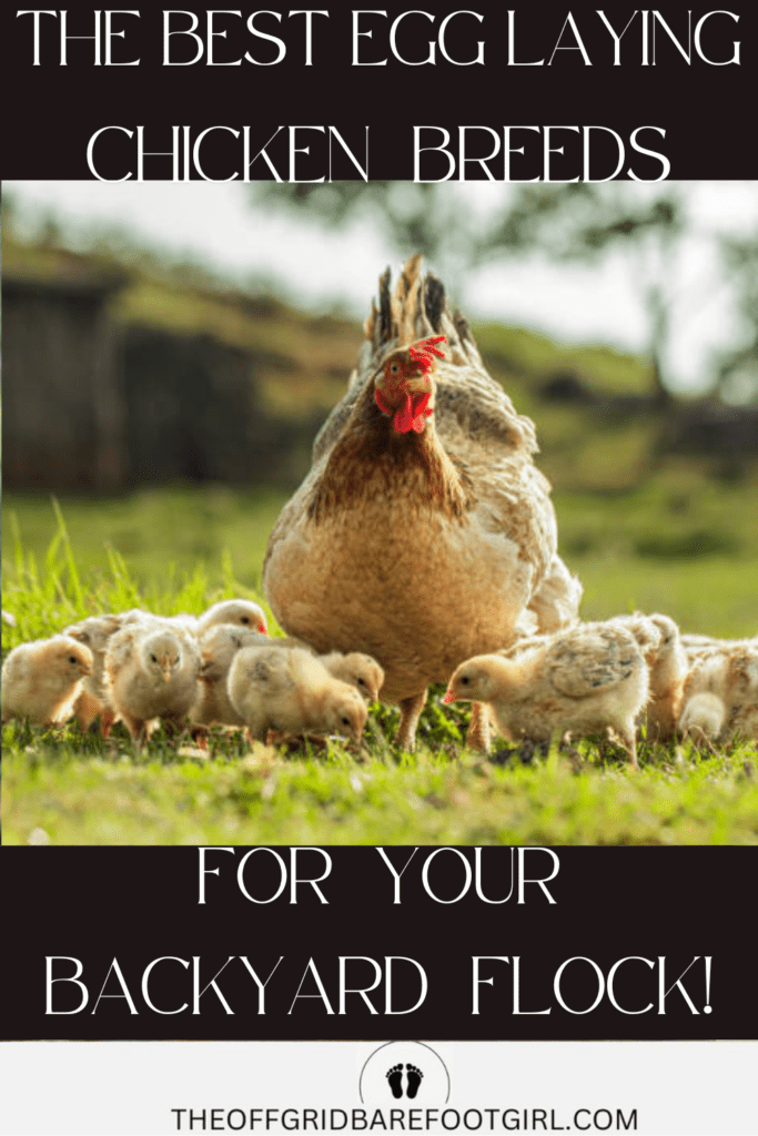 Image illustrates the best egg laying chickens.