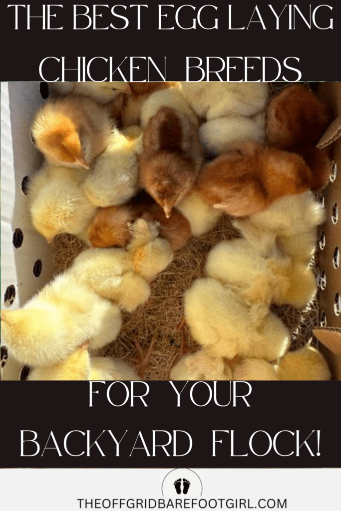 Image illustrates the best egg laying chickens.