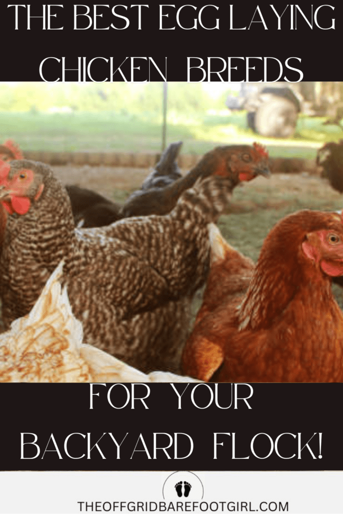 Image illustrates the best egg laying chickens.