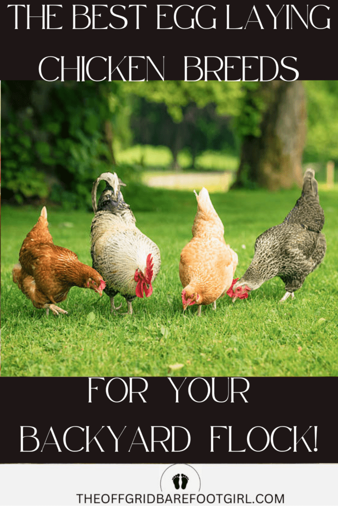 Image illustrates the best egg laying chickens.