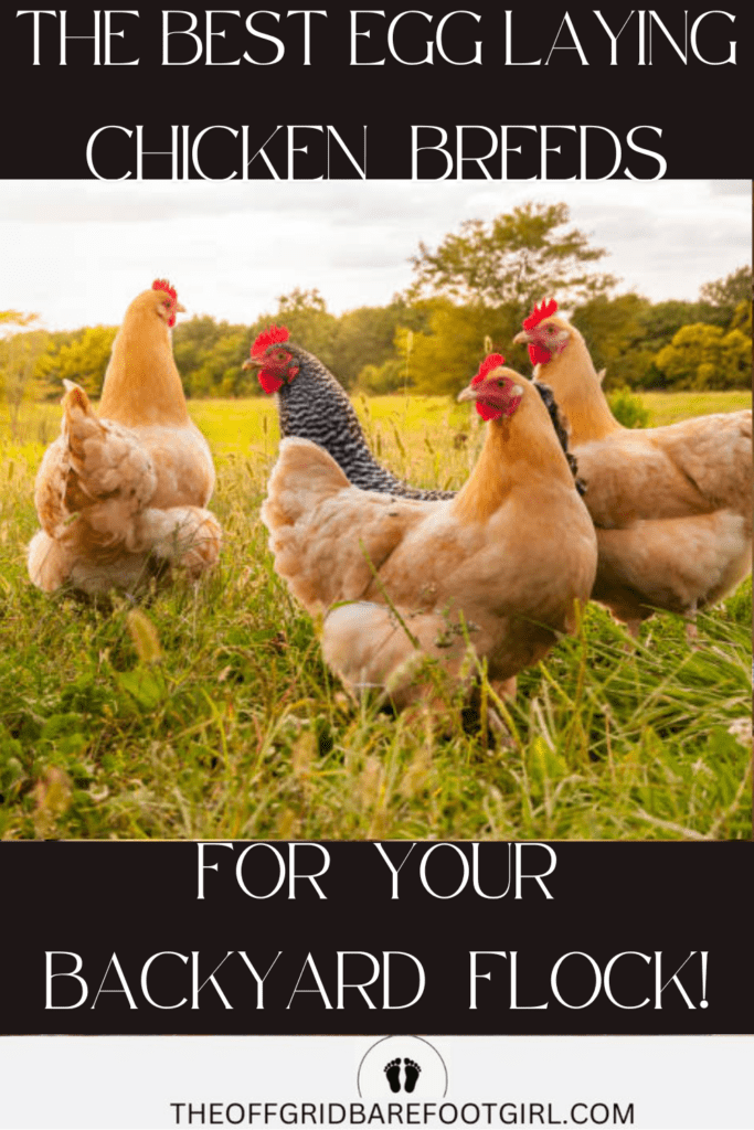 Image illustrates the best egg laying chickens.