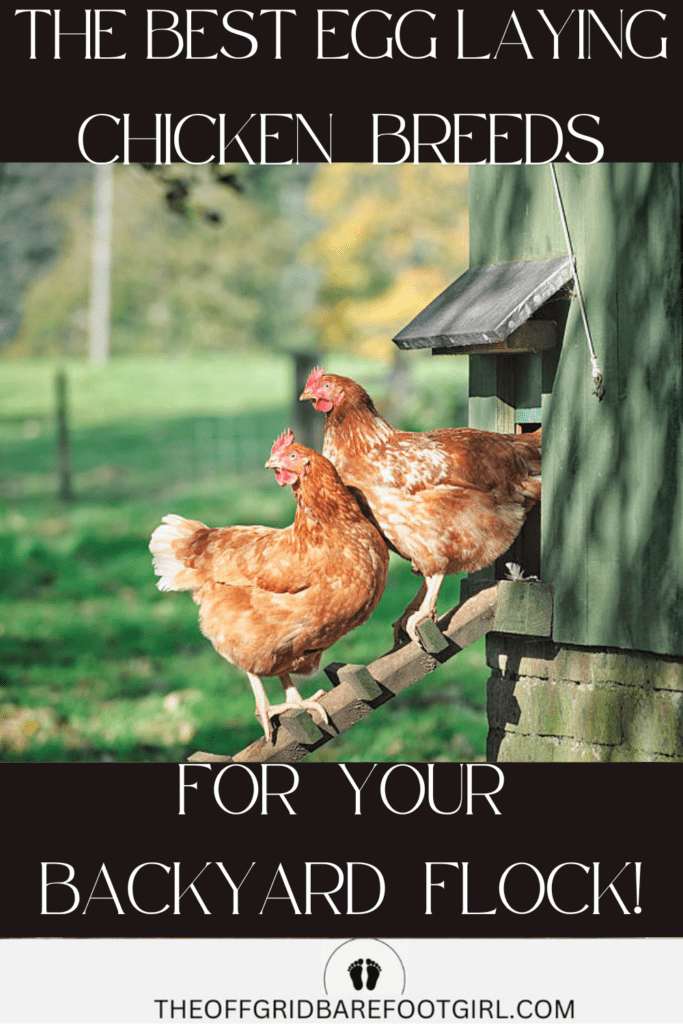 Image illustrates the best egg laying chickens.