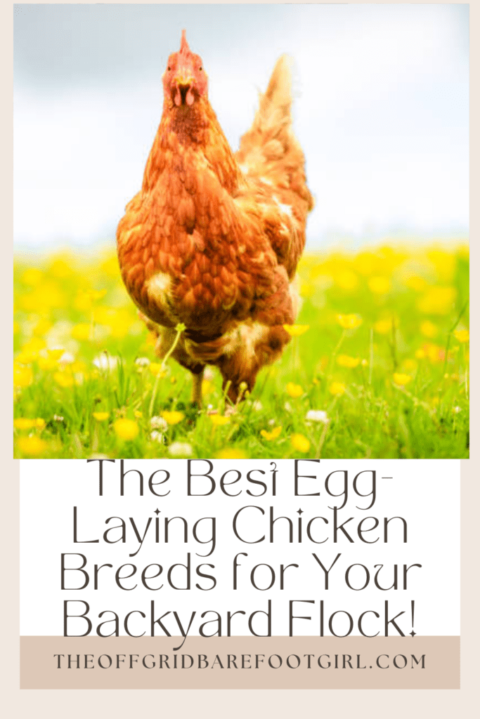 Image illustrates a Pinterest pin of the best egg laying chickens.
