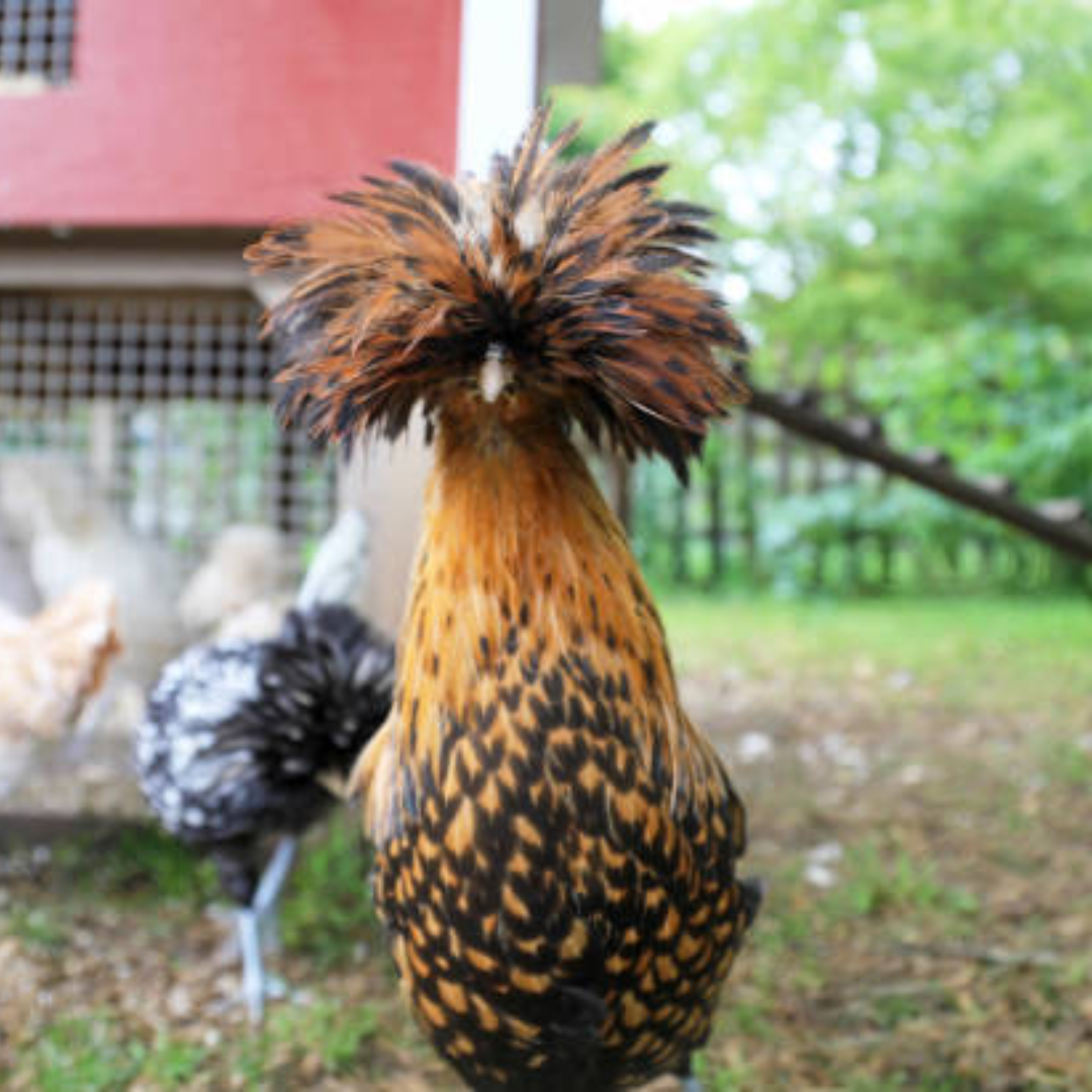 My Ultimate Backyard Chicken Coop Plans for Happy Hens!